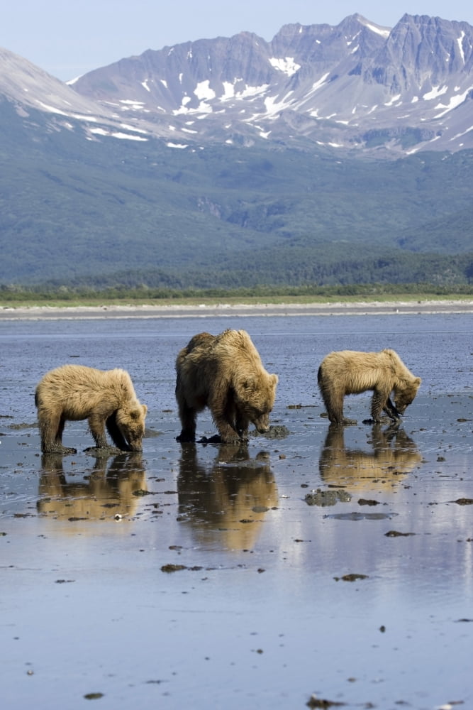Brown Bears Digging Clams In Tidal Flats At Mouth Of Big River In Katmai National Park Alaska Canvas Art - Don Pitcher Design Pics (22 x 34)
