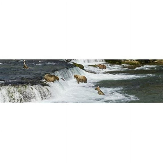 Brown Bears Fishing for Sockeye Salmon At Brooks Falls Katmai National Park & Preserve Southwest Alaska Poster Print by Gary Schultz, 41 x 11