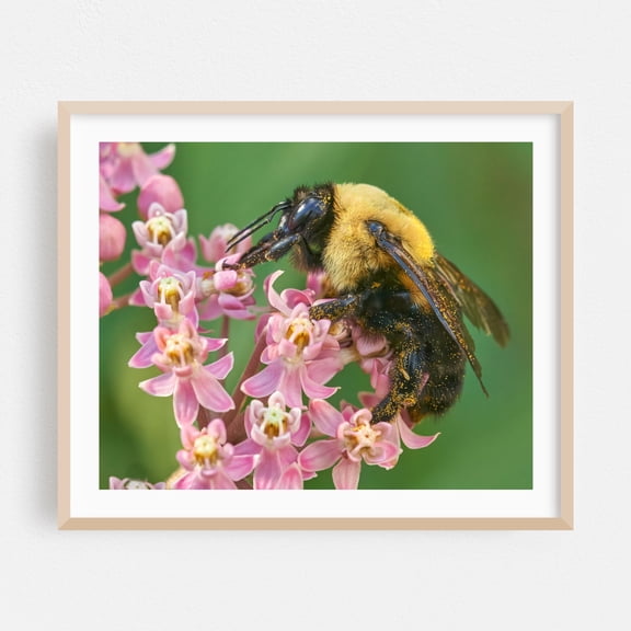 Brown Belted Bumblebee Queen - Photography Insect Wildlife Floral Nature Botanical Garden Summer Oak Framed Wall Art Print 18 x 24 inches