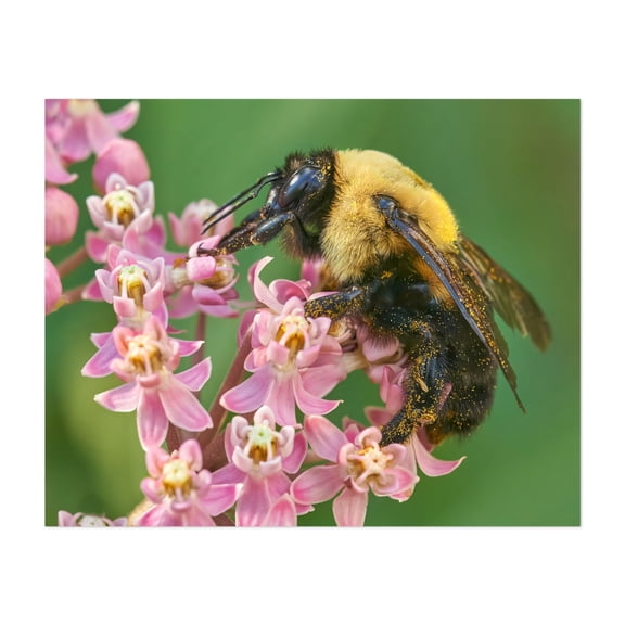 Brown Belted Bumblebee Queen - Photography Insect Wildlife Floral Nature Botanical Garden Summer Unframed Wall Art Print 11 x 14 inches