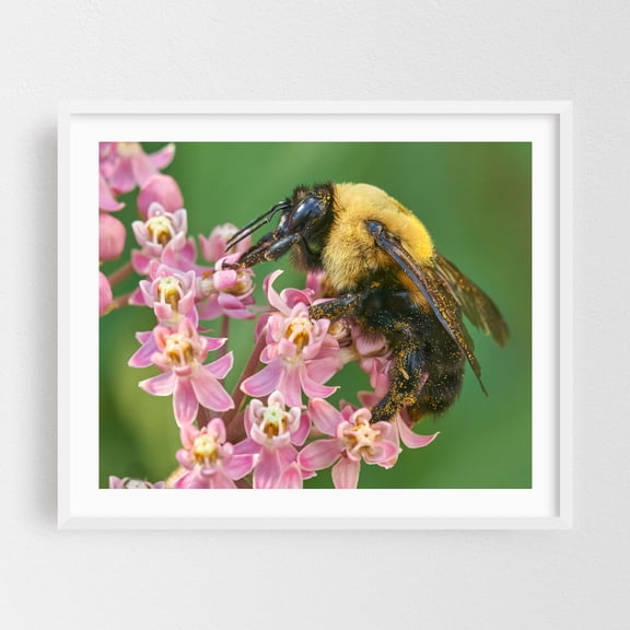 Brown Belted Bumblebee Queen - Photography Insect Wildlife Floral Nature Botanical Garden Summer White Framed Wall Art Print 6 x 8 inches