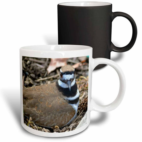 3drose, Brown Birds - Kildeer - Animal Photography - Nature, 11oz Magic Transforming Mug
