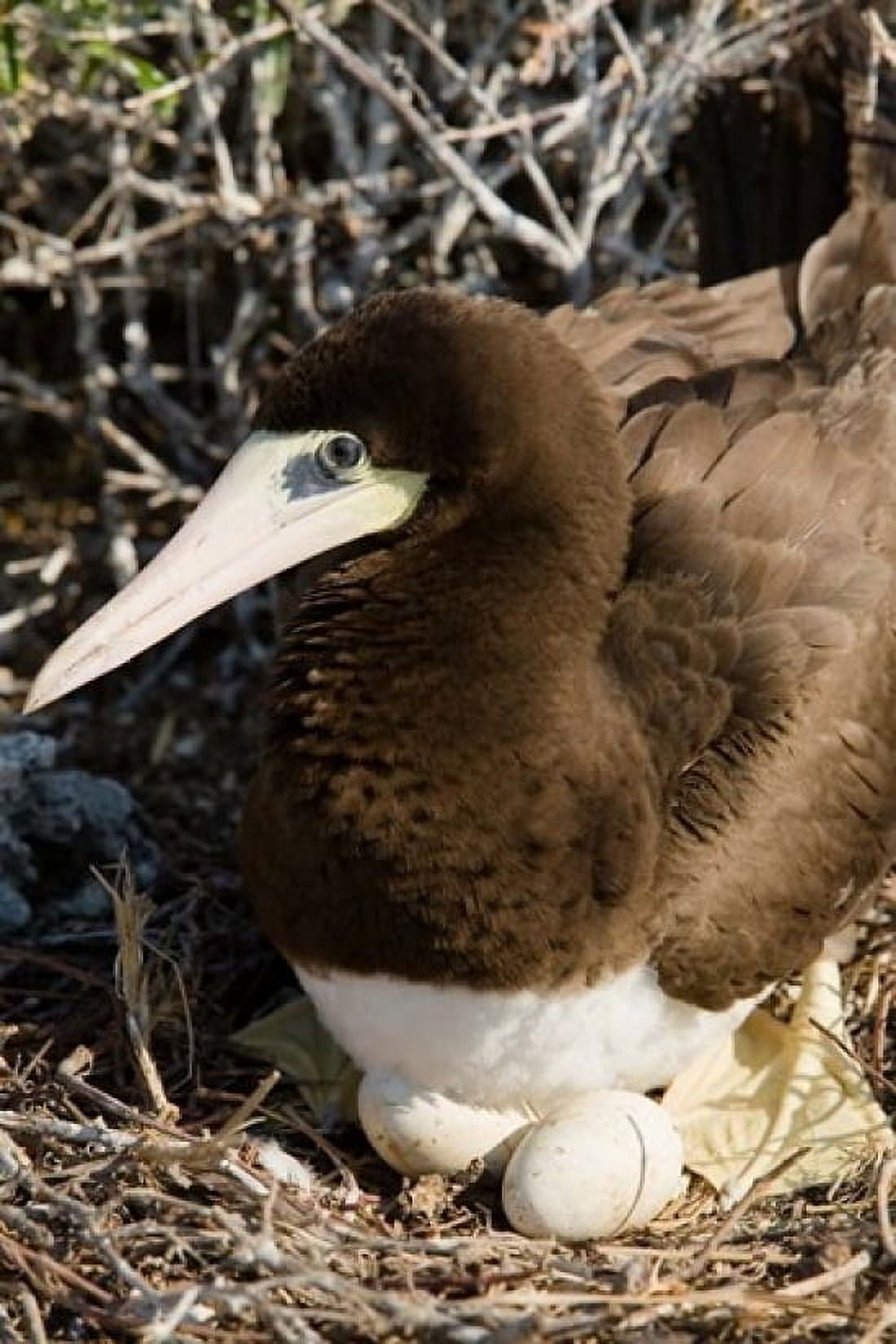 Brown Booby wildlife Cayman Islands Caribbean Canvas Art - Greg Johnston DanitaDelimont (24 x 36)