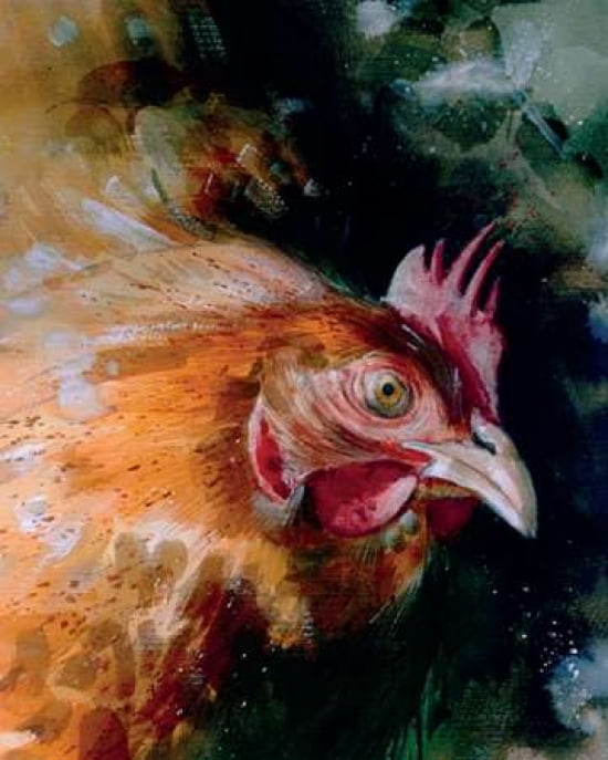 Brown Chicken Canvas Art - Simon Howden (24 x 30)