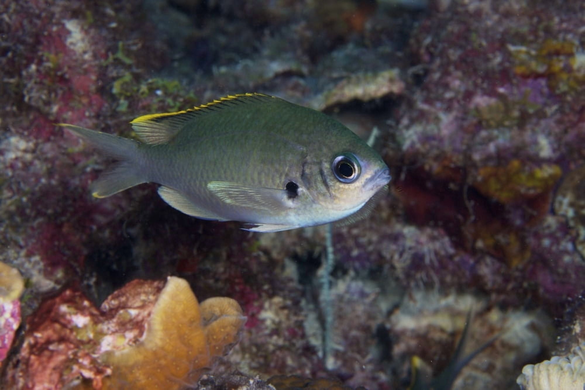 Brown Chromis Bonaire Caribbean Netherlands Canvas Art - Terry MooreStocktrek Images (35 x 23)