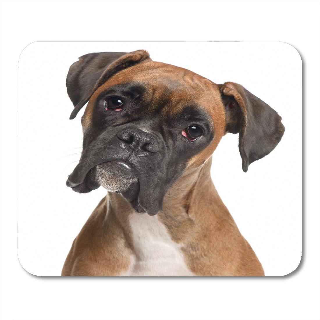 Boxer Mouse Brown Dog Boxer 12 Months Old in Front of White Puppy Head Sad Looking ...