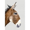 thumbnail image 1 of Brown Donkey�_ Poster Print by Jodi Hatfield (18 x 24) # HJ007A, 1 of 1
