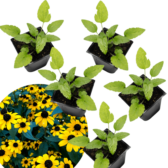 Brown-Eyed Susan (Rudbeckia triloba) Five (5) Organic Plants in 2.5-inch Pots by Smoke Camp Crafts - North American Native Perennial