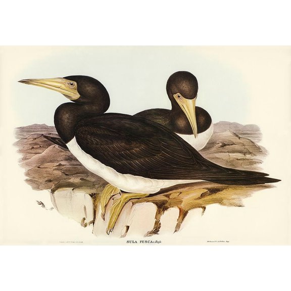 Brown Gannet-Sula fusca Poster Print - John Gould (36 x 24)