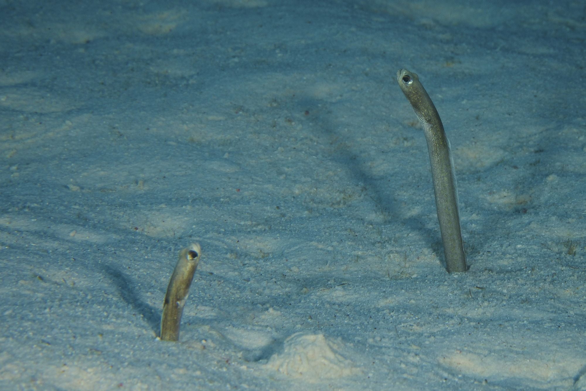 Brown Garden Eels protrude from their sea floor burrows Canvas Art - Terry MooreStocktrek Images (18 x 12)