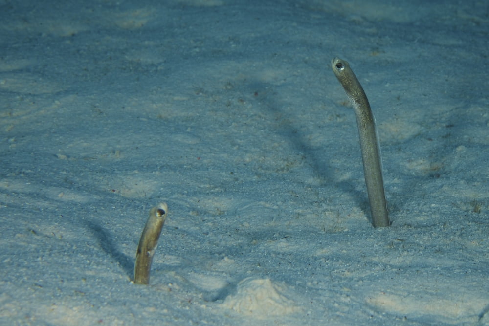 Brown Garden Eels protrude from their sea floor burrows Canvas Art - Terry MooreStocktrek Images (35 x 23)