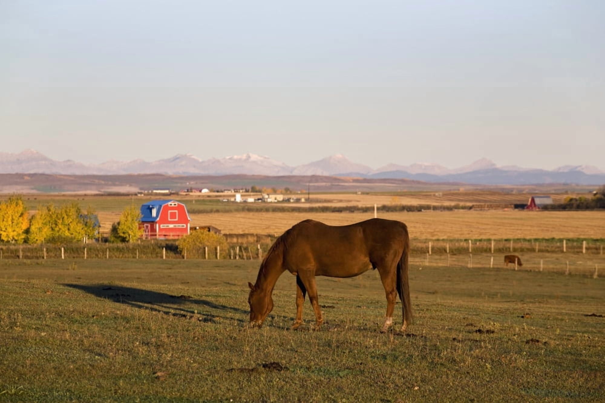 A Brown Horse Grazing In A Field In Autumn With A Red Barn And Mountains In The Background At Sunrise Alberta Canada Canvas Art - Michael Interisano Design Pics (20 x 13)