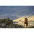 thumbnail image 1 of Brown Icelandic horse standing in a grass field with a mountain in the background; Iceland by Robert Postma / Design Pics, 1 of 3