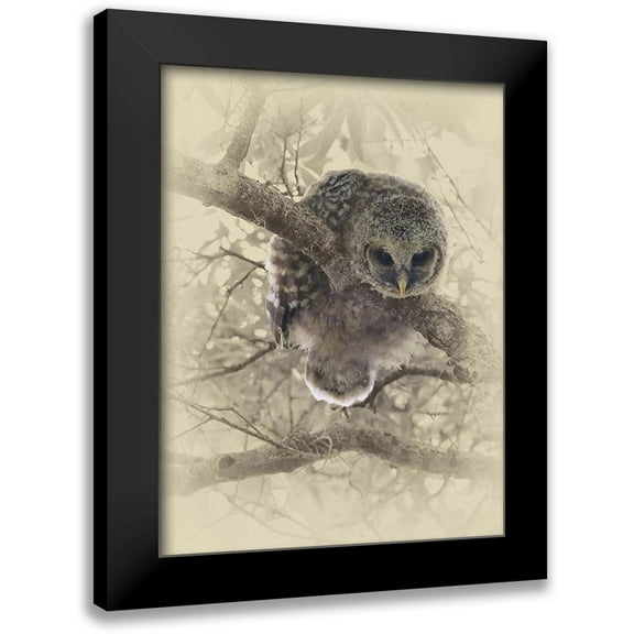 Brown, Jim 12x14 Black Modern Framed Museum Art Print Titled - Barred Owlet