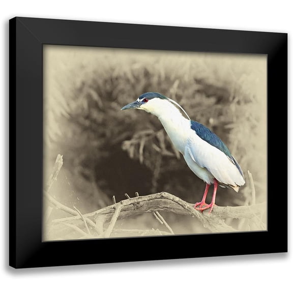 Brown, Jim 14x12 Black Modern Framed Museum Art Print Titled - Black Crowned Night Heron