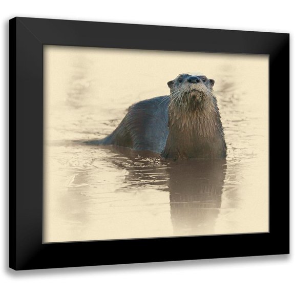 Brown, Jim 14x12 Black Modern Framed Museum Art Print Titled - Otter Under Ice