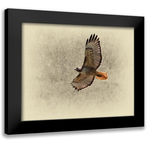 Brown, Jim 14x12 Black Modern Framed Museum Art Print Titled - Red Tailed Hawk