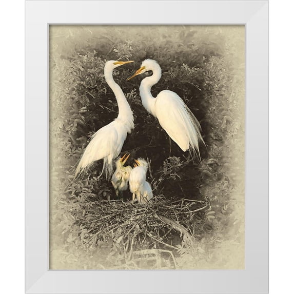 Brown, Jim 15x18 White Modern Wood Framed Museum Art Print Titled - Great Egret Family