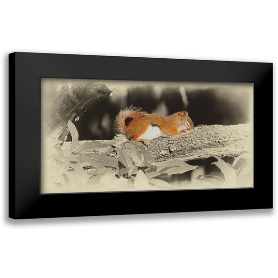 Brown, Jim 18x11 Black Modern Framed Museum Art Print Titled - Sleeping Squirrel
