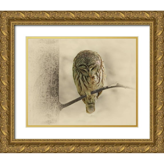 Brown, Jim 18x15 Gold Ornate Wood Framed with Double Matting Museum Art Print Titled - Barred Owl 2