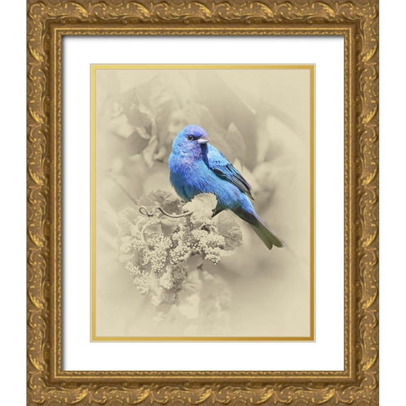 Brown, Jim 20x24 Gold Ornate Wood Framed with Double Matting Museum Art Print Titled - Indigo Bunting II
