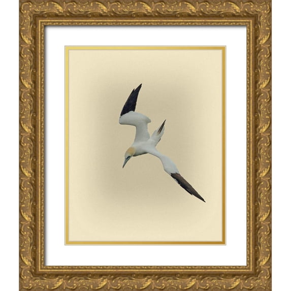 Brown, Jim 20x24 Gold Ornate Wood Framed with Double Matting Museum Art Print Titled - Northern Gannet 2