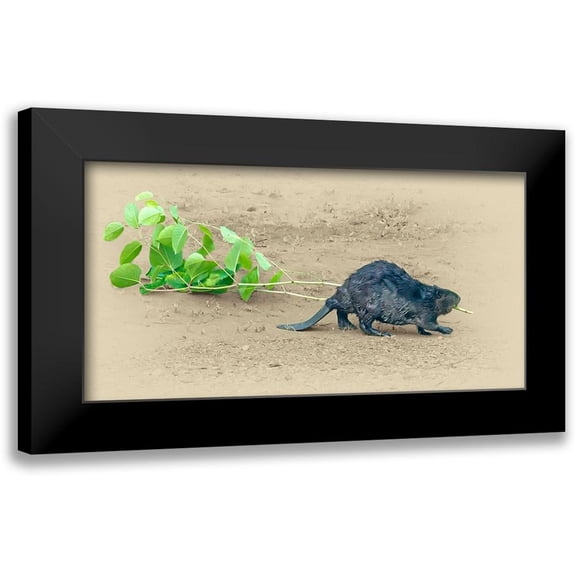 Brown, Jim 24x14 Black Modern Framed Museum Art Print Titled - Beaver