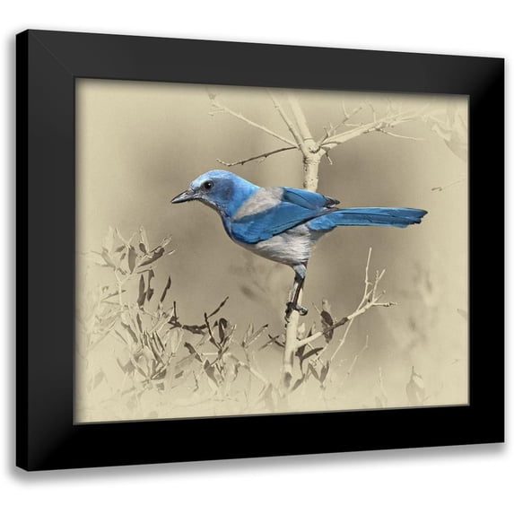 Brown, Jim 24x20 Black Modern Framed Museum Art Print Titled - Scrub Jay