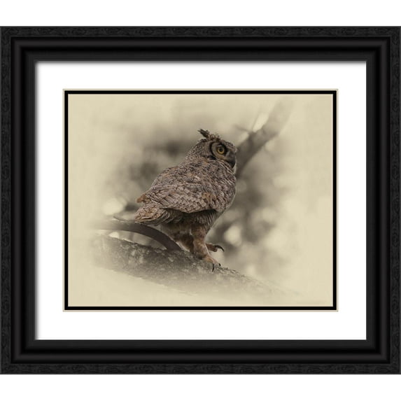 Brown, Jim 24x20 Black Ornate Wood Framed with Double Matting Museum Art Print Titled - Great Horned Owl