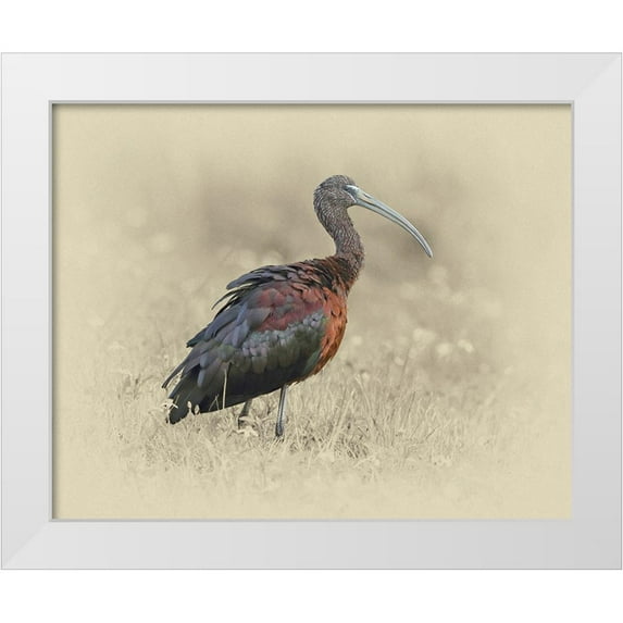 Brown, Jim 24x20 White Modern Wood Framed Museum Art Print Titled - Glossy Ibis 1