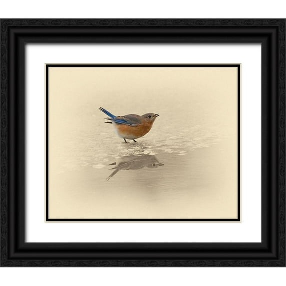 Brown, Jim 32x26 Black Ornate Wood Framed with Double Matting Museum Art Print Titled - Blue Bird On Ice
