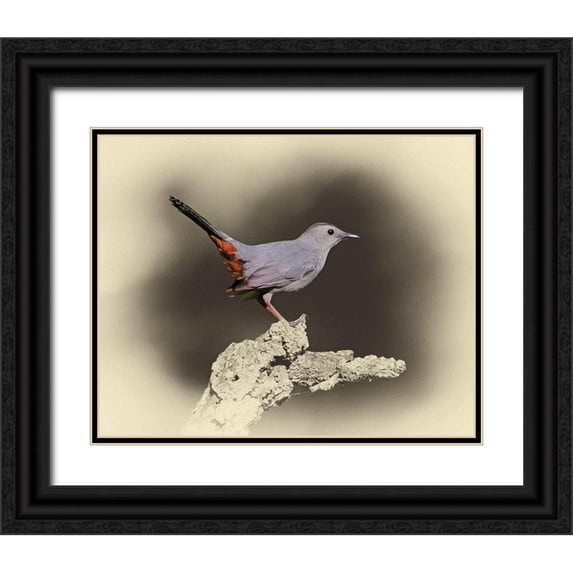 Brown, Jim 32x26 Black Ornate Wood Framed with Double Matting Museum Art Print Titled - Cat Bird