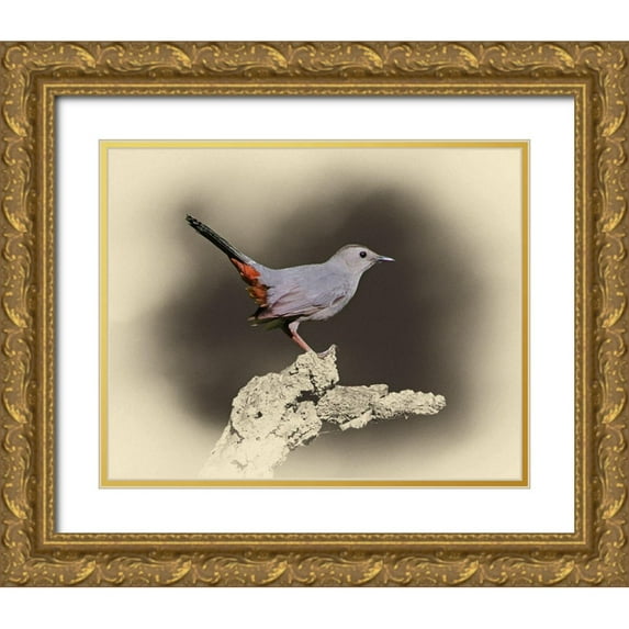 Brown, Jim 32x26 Gold Ornate Wood Framed with Double Matting Museum Art Print Titled - Cat Bird