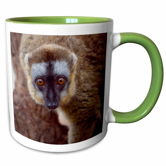 3drose, Brown Lemur Primate, Perinet Reserve, Madagascar - Af24 Ksu0010 - Keren Su, 11oz Two-tone Green Mug