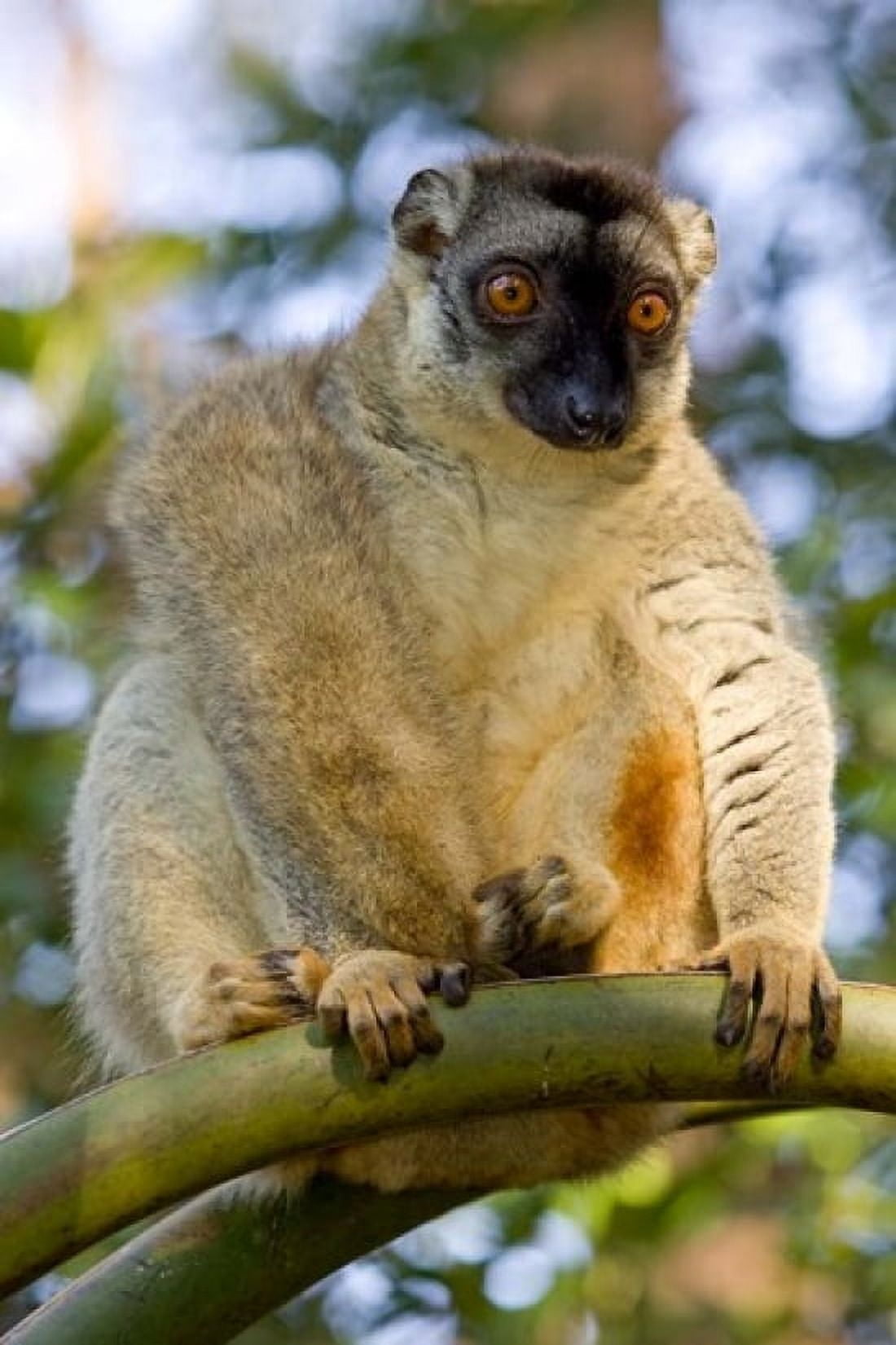 Brown Lemur in a tree in Madagascar Canvas Art - Joe & Mary Ann McDonald DanitaDelimont (23 x 34)