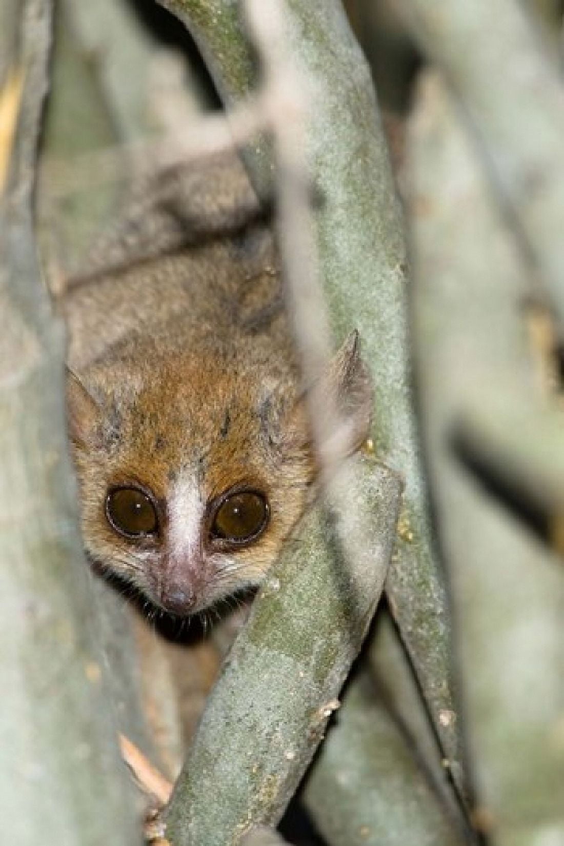 Brown Mouse Lemur tree trunk in Madagascar Canvas Art - Joe & Mary Ann McDonald DanitaDelimont (23 x 34)
