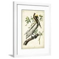 thumbnail image 1 of Brown Pelican, Animals Framed Art Print Wall Art by John James Audubon Sold by Art.Com, 1 of 6