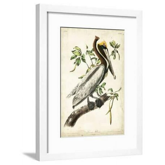 Brown Pelican, Animals Framed Art Print Wall Art by John James Audubon Sold by Art.Com