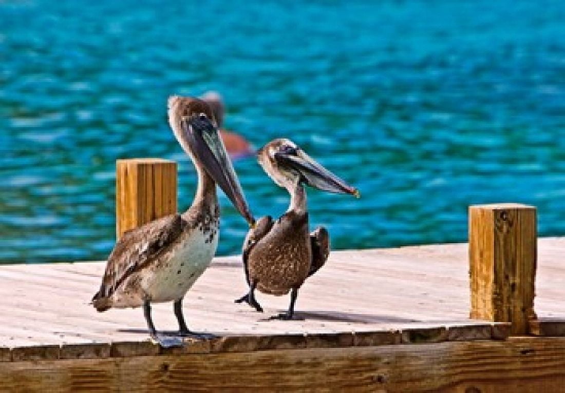 Brown Pelican Canvas Art - Joe Restuccia III DanitaDelimont (37 x 26)