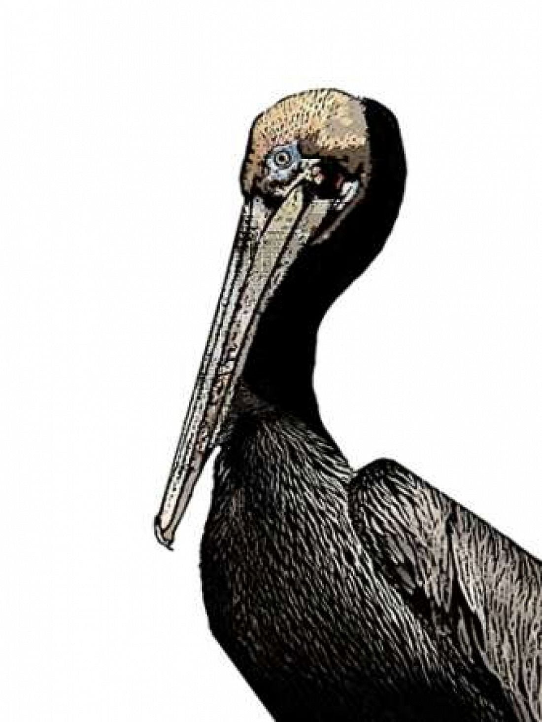Brown Pelican Canvas Art - Sarah Ogren (22 x 28)