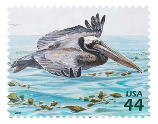 Brown Pelican Canvas Art - US POSTAL SERVICE (22 x 28)