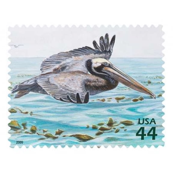 Brown Pelican Canvas Art - US POSTAL SERVICE (22 x 28)