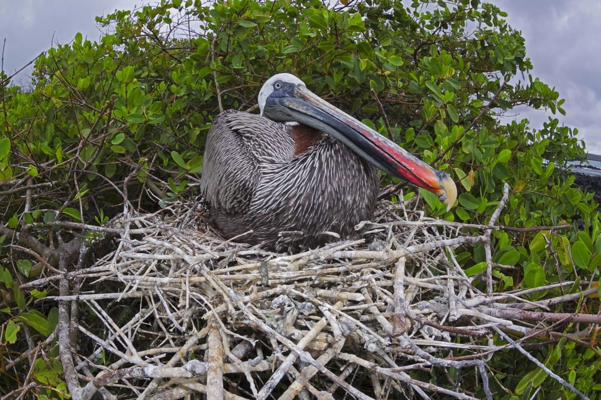 Brown Pelican (Pelecanus occidentalis) sitting on its nest Santa Cruz Island Galapagos Archipelago Ecuador Canvas Art - Dave Fleetham Design Pics (19 x 12)