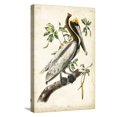 thumbnail image 1 of Art.com Brown Pelican Stretched Canvas Print Wall Art by John James Audubon, 12" x 18", 1 of 4