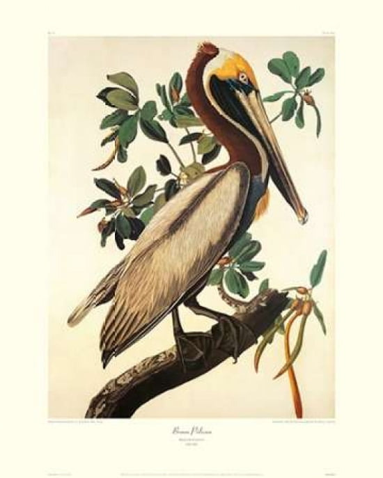 Brown Pelican (decorative border) Canvas Art - John James Audubon (24 x 30)