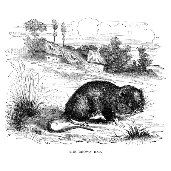 Brown Rat. /Nwood Engraving, 19Th Century. Poster Print by (24 x 36)