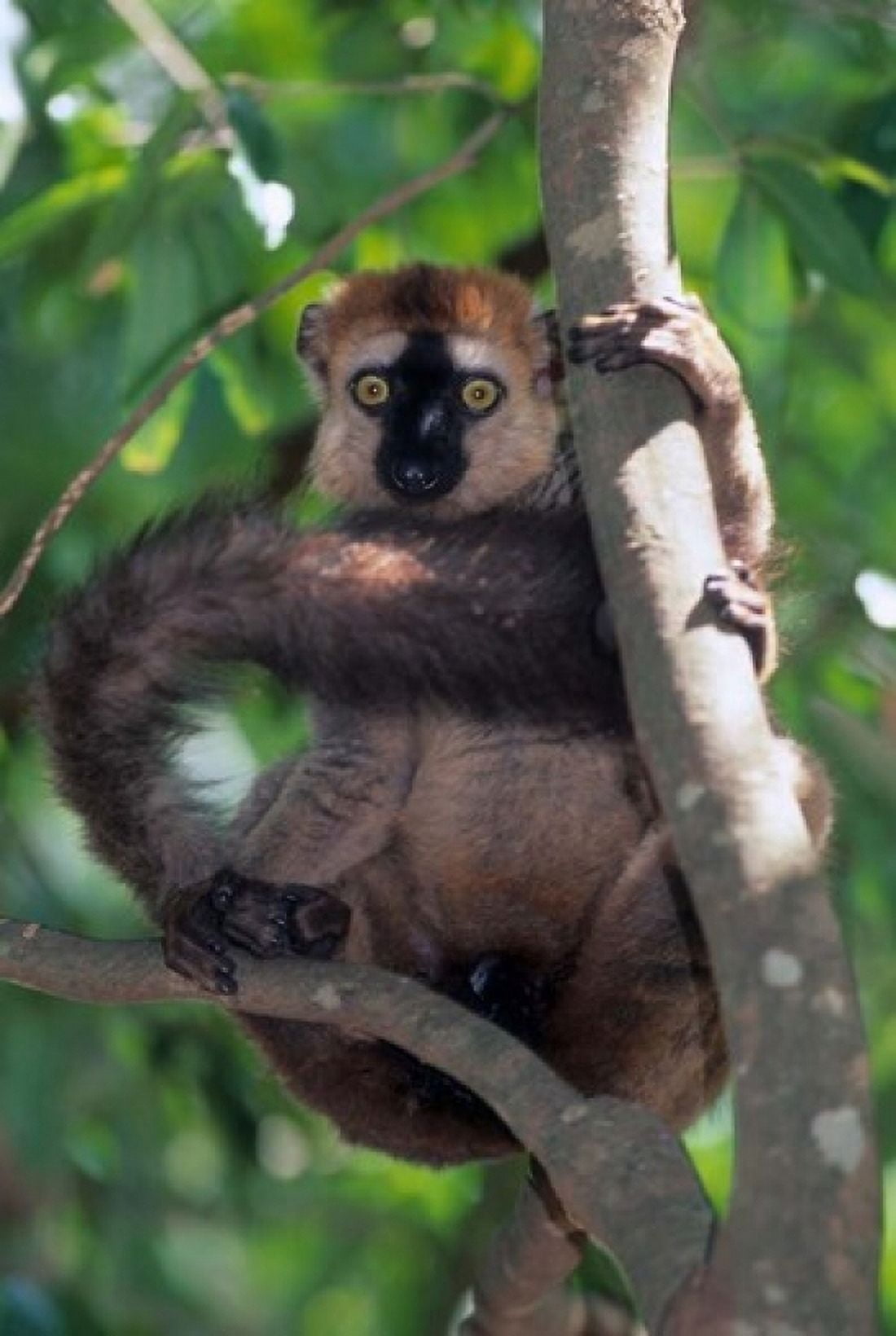 Brown Red-fronted Lemur Primate Madagascar Canvas Art - Kevin Schafer DanitaDelimont (11 x 17)