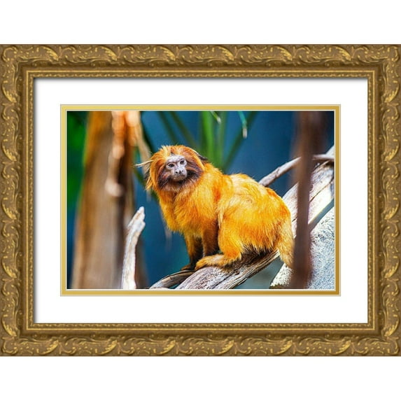 Brown, Skip 18x13 Gold Ornate Wood Framed with Double Matting Museum Art Print Titled - Golden Lion Tamarin