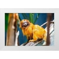 thumbnail image 1 of Brown, Skip 24x17 White Modern Wood Framed Museum Art Print Titled - Golden Lion Tamarin, 1 of 4