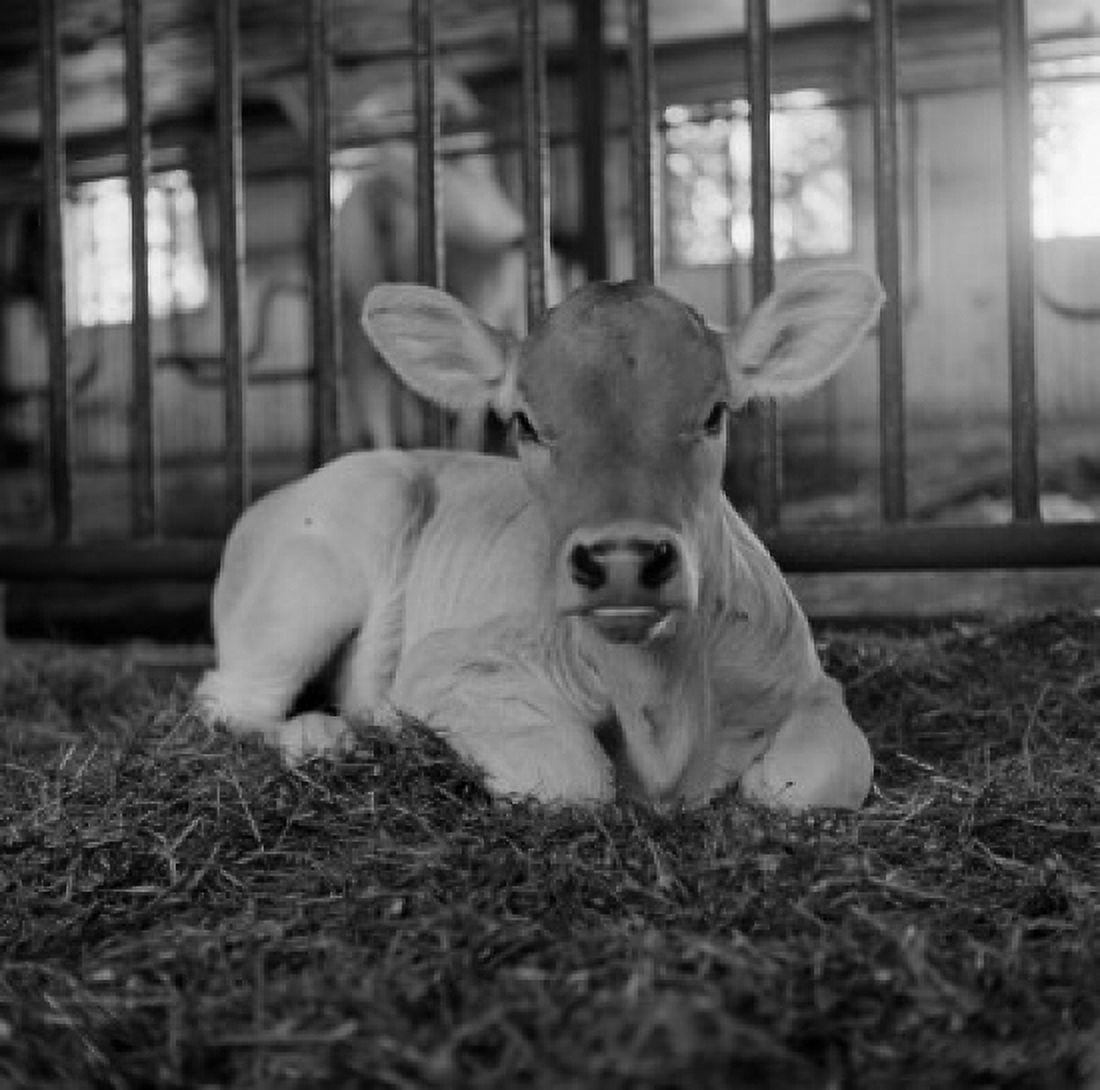 Brown Swiss calf Canvas Art - (24 x 36)